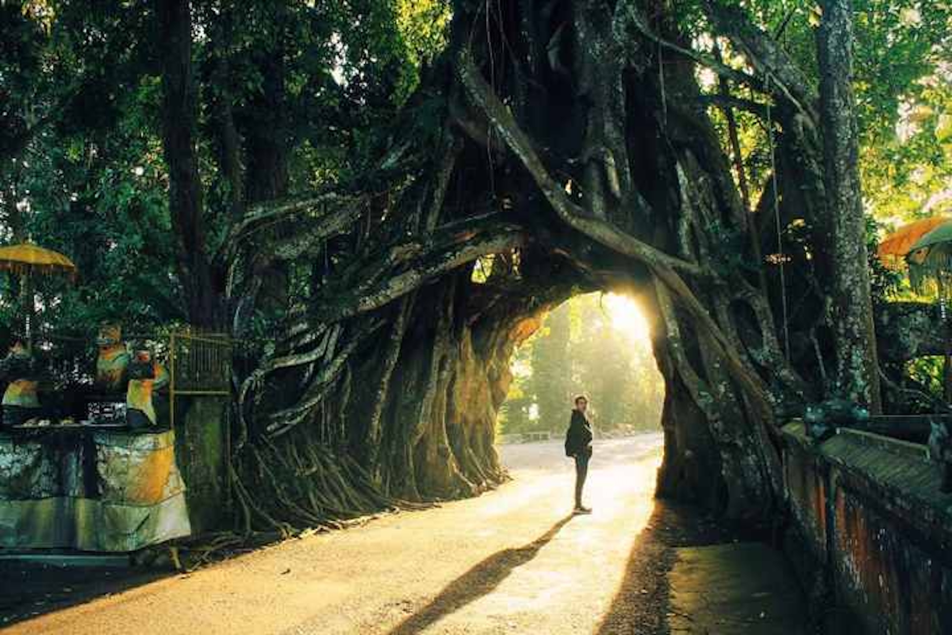 Bunut Bolong Tree