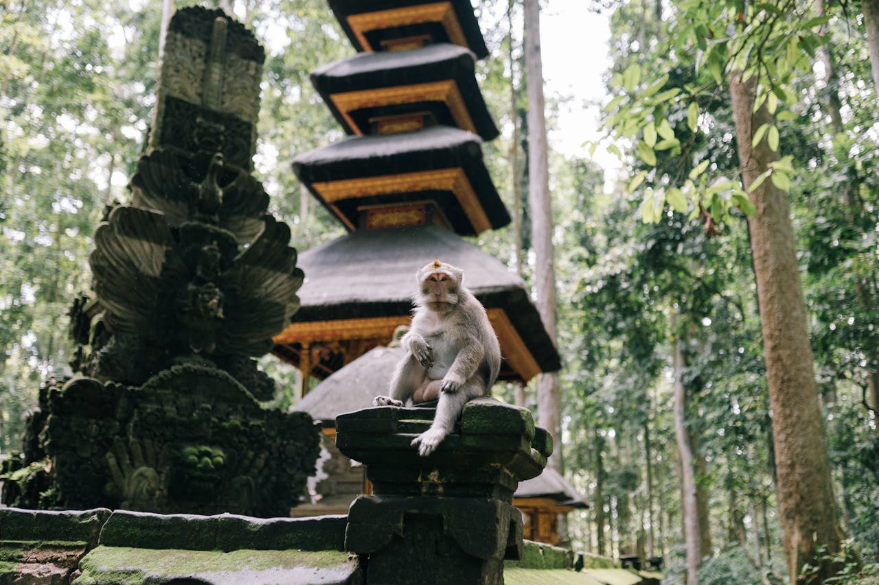 Animals In Bali