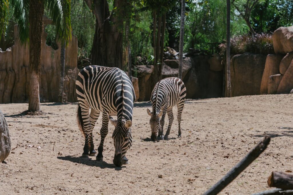 Animals In Bali
