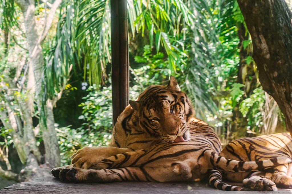 Animals In Bali