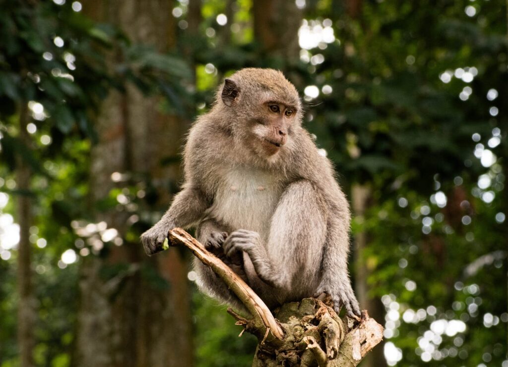 Animals In Bali