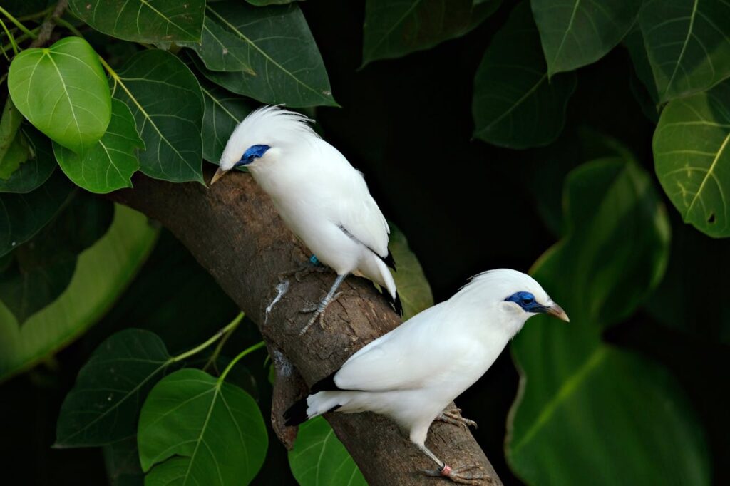 Animals In Bali