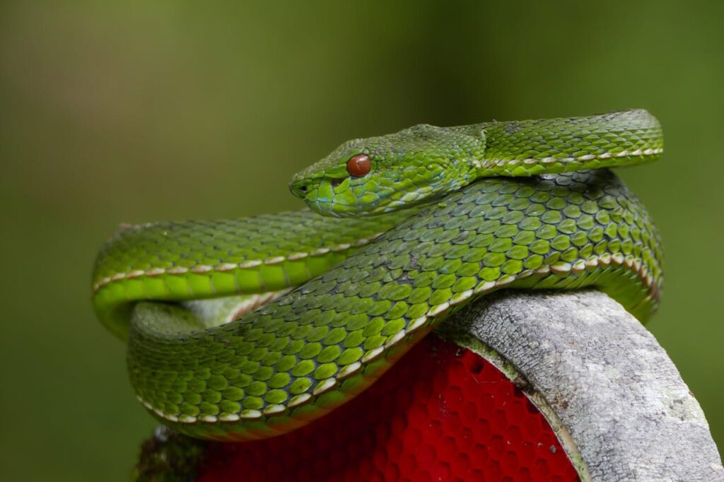Animals In Bali