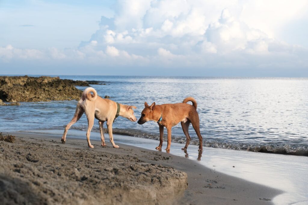 Animals In Bali