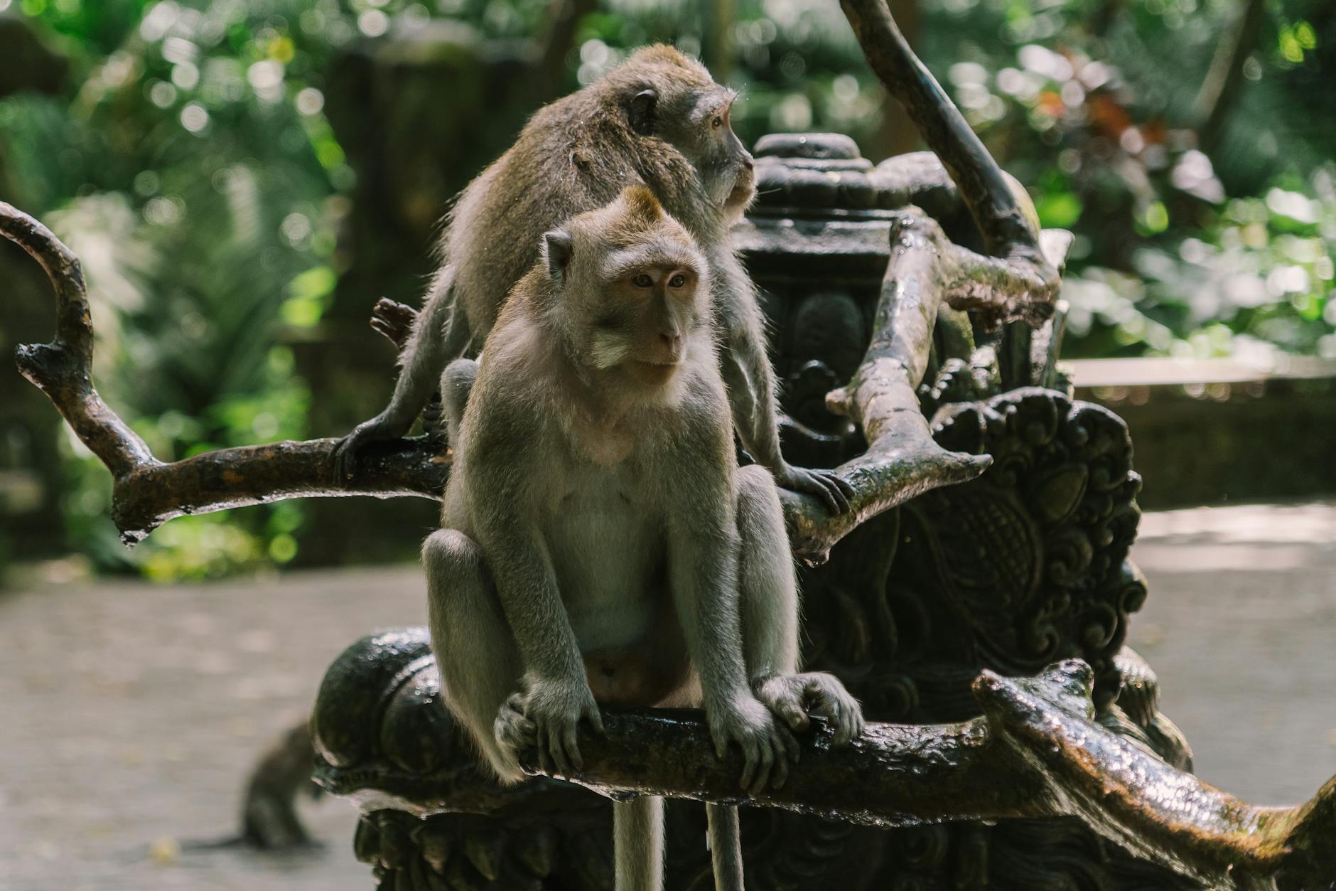 Monkey Forest Bali