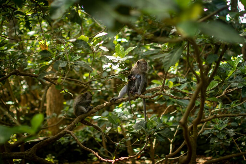 Monkey Forest Bali
