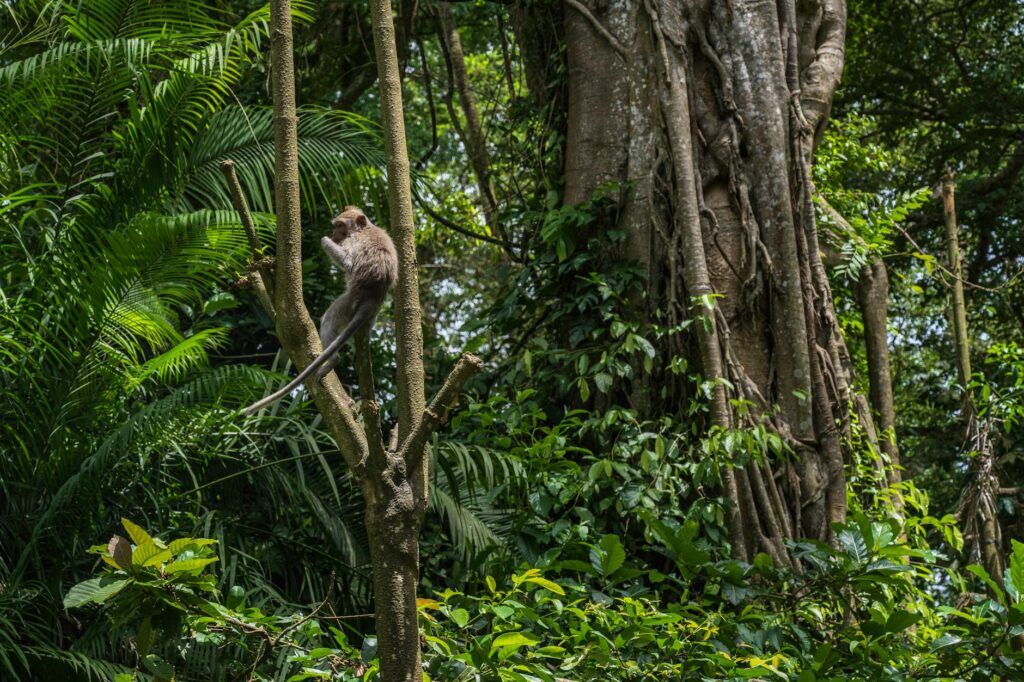 Monkey Forest Bali