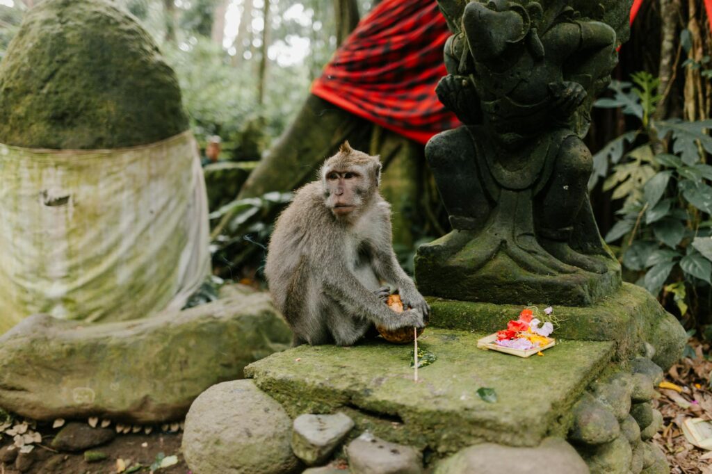 Monkey Forest Bali
