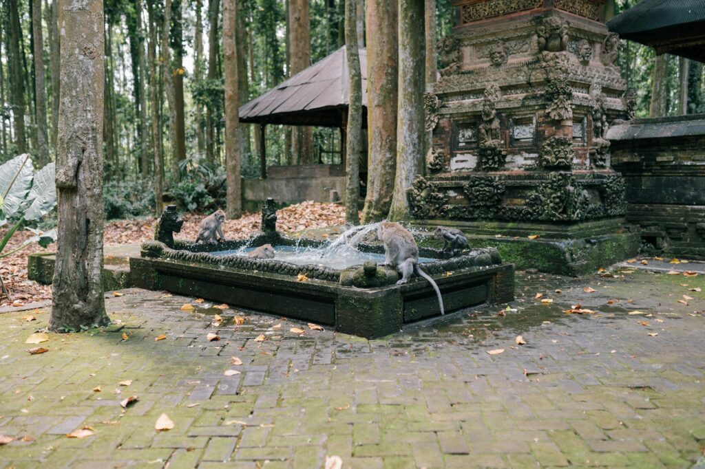 Monkey Forest Bali