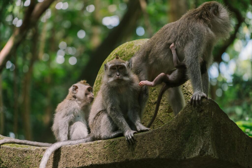 Monkey Forest Bali