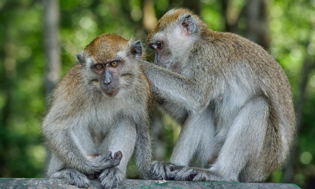 Monkey Forest Bali