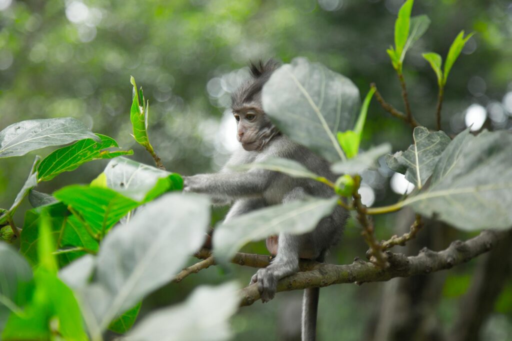 Monkey Forest Bali