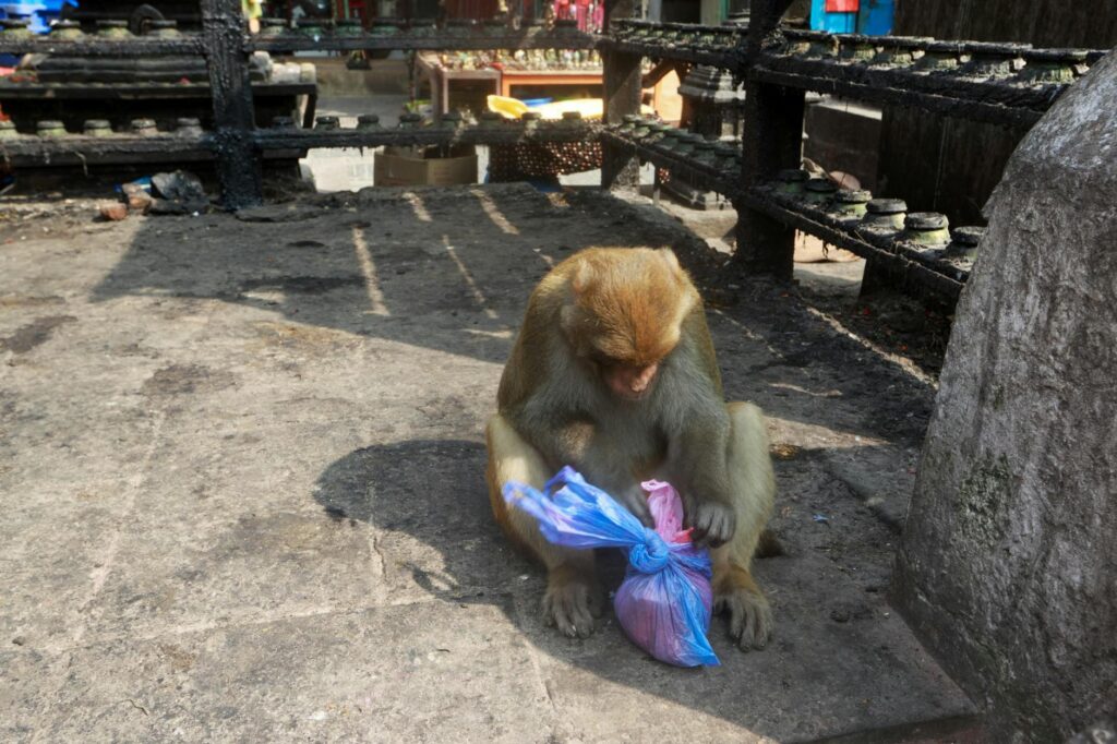 Monkey Forest Bali